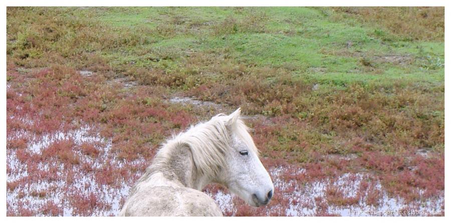 Cheval mon ami 