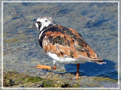 Tournepierre à collier, Ruddy Turnstone (Arenaria interpres) - Ars-en-Ré - Ile de Ré - 17