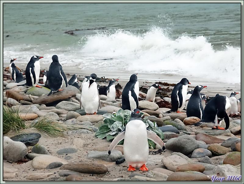 Grave Cove : le domaine des Manchots papous, Gentoo Penguin (Pygoscelis papua) - West Falkland (Malvinas, Malouines) - Grande-Bretagne