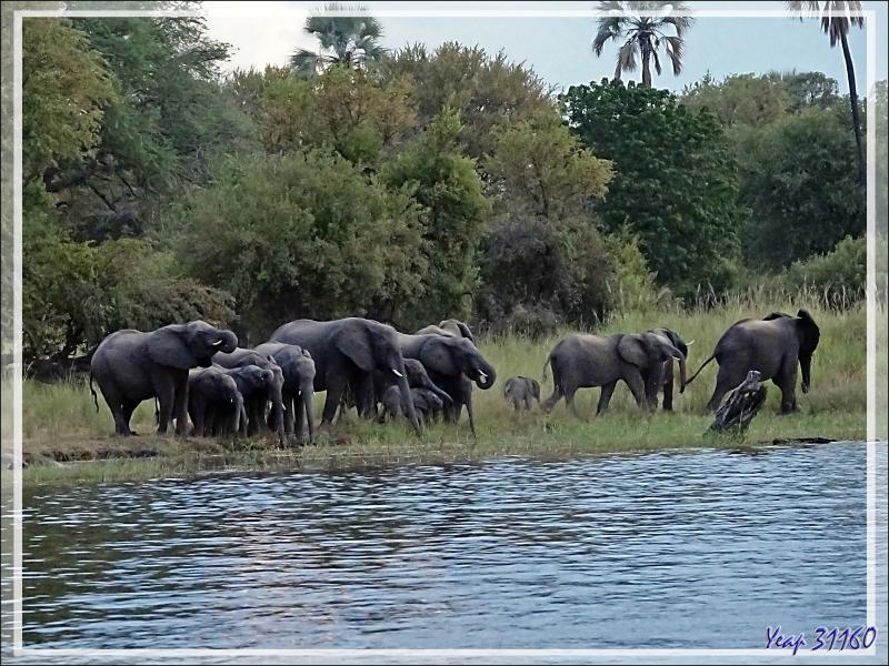 Le troupeau d'éléphants se renforce et se dirige vers la zone servant d'abreuvoir - Fleuve Zambèze - Zimbabwe