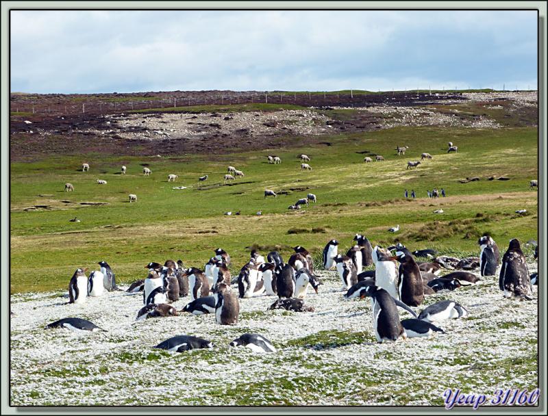 Paysage typique des Malouines : prairies,  manchots et brebis - Volunteer Point - Falkland Islands, Iles Malouines, Islas Malvinas