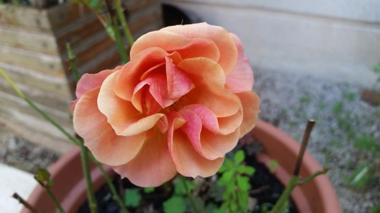 MARSEILLE- Mamiekéké et son Cricri d' amour jardinent .