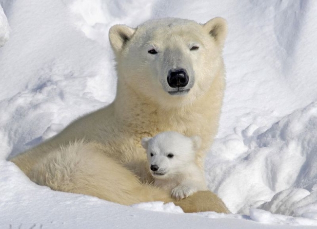 Résultats de recherche d'images pour « animaux »