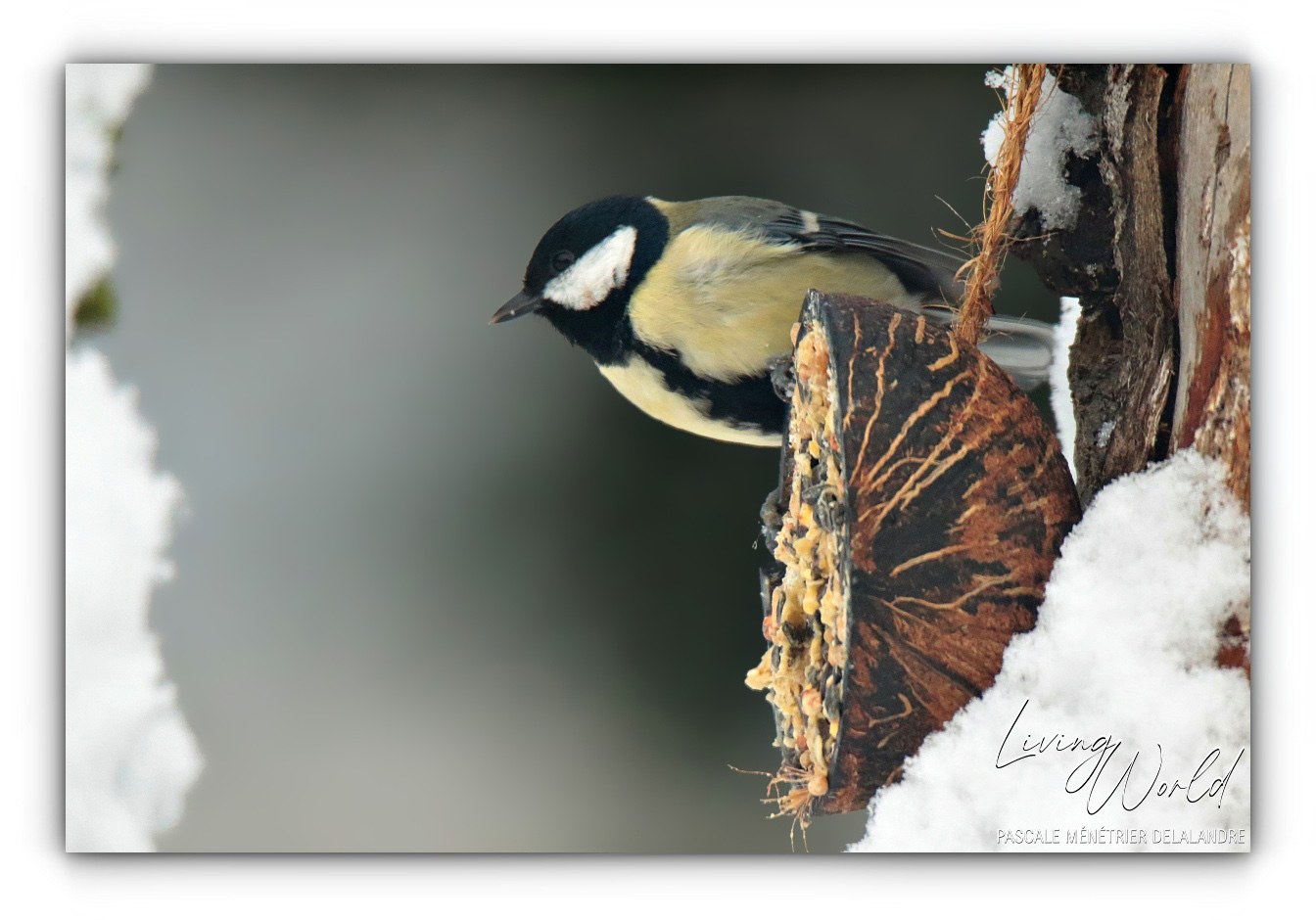 Quelques oiseaux un jour de neige...