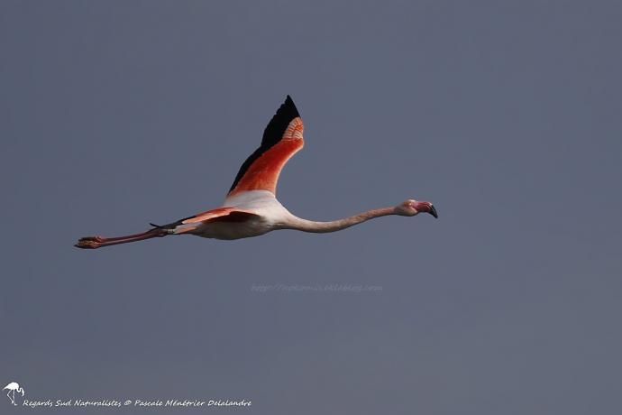 Flamant rose