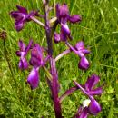 Index illustré orchidées