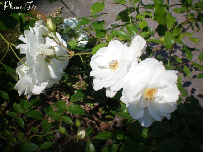 Image020.jpg