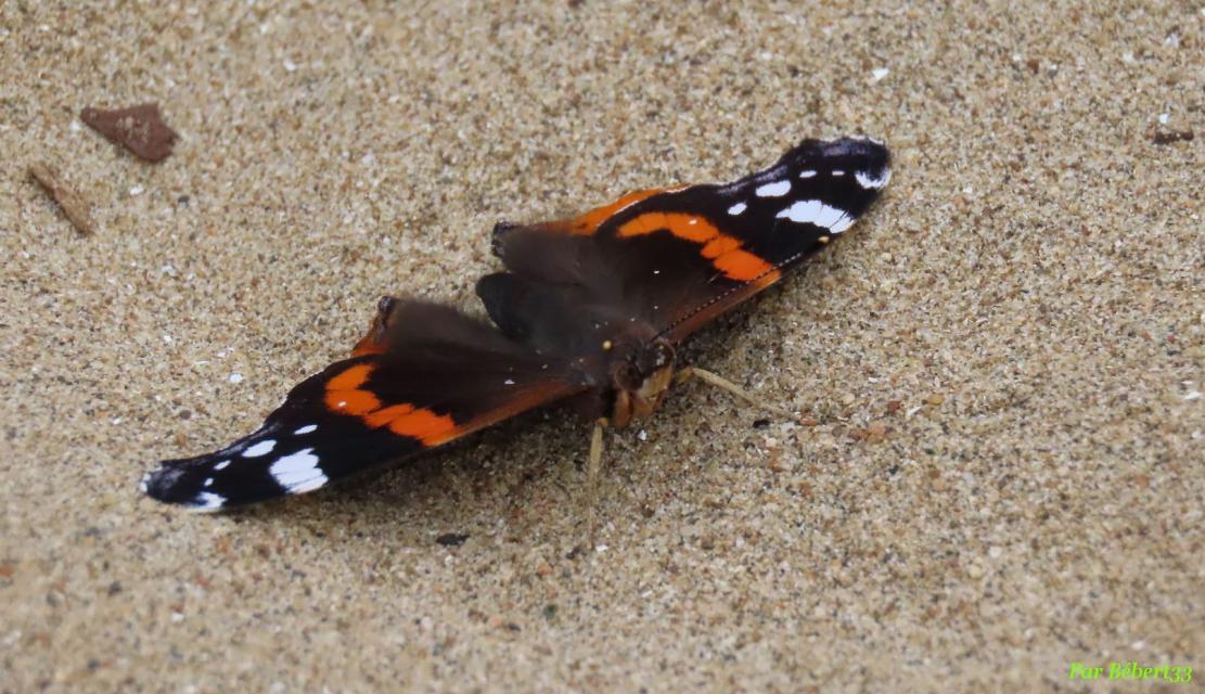 un papillon sur la plage
