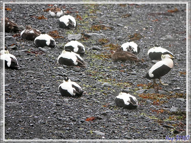 08/06/2023 : la découverte du fjord Hvalfjordur se poursuit sous une pluie battante, paysage quasi inexistant car nous baignons dans la brume - Islande
