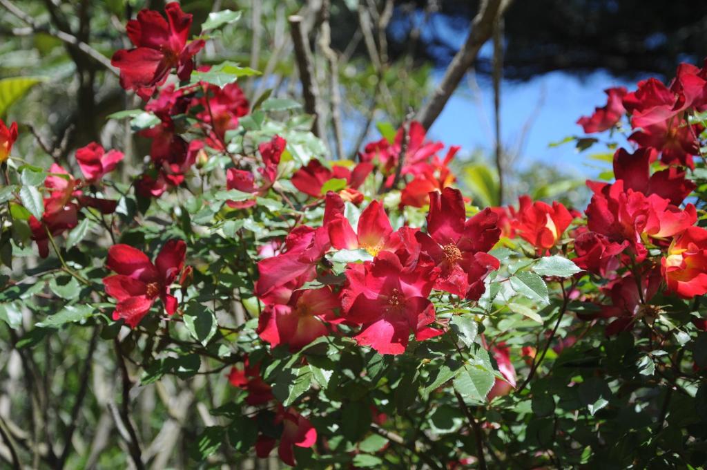 Les quelques fleurs rencontrées sur l'île de Porquerolles !