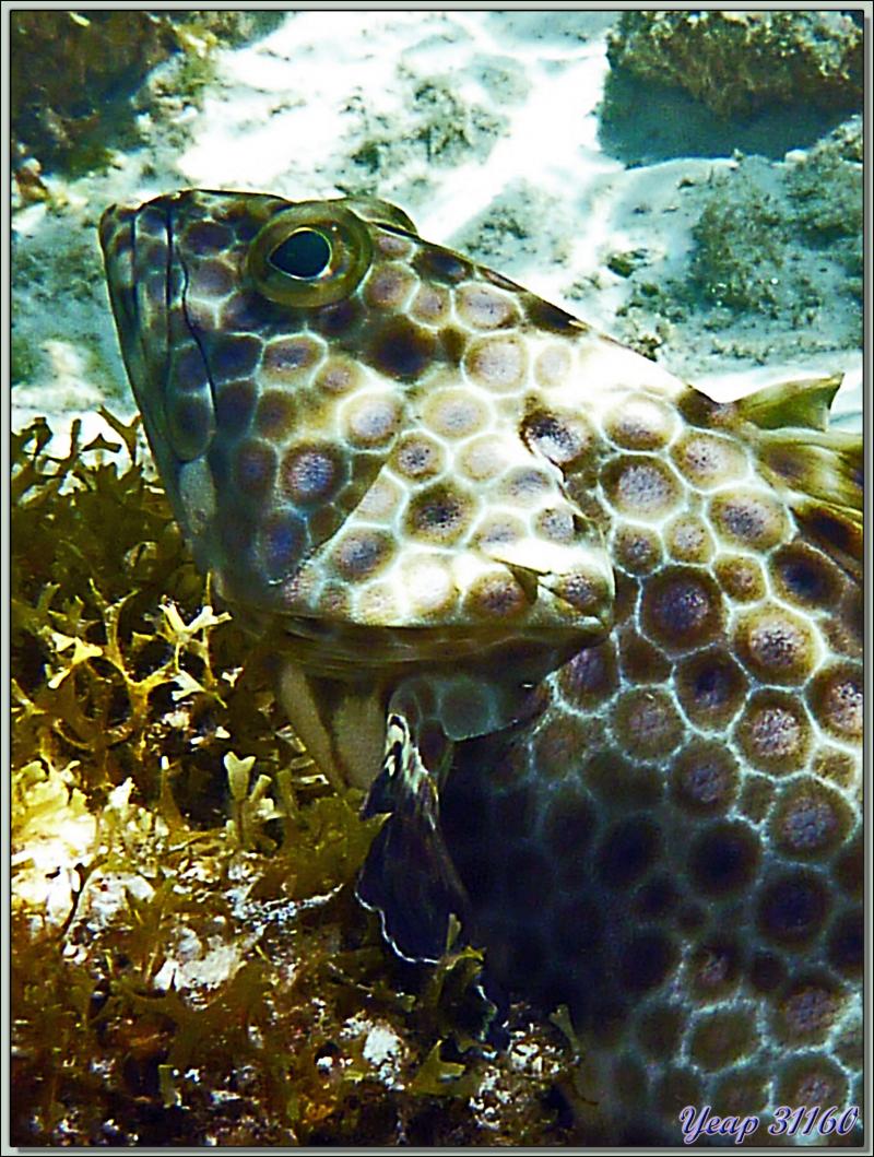 Mérou gâteau de cire ou Loche rayon de miel (Epinephelus merra) - Anse Marie-Louise - Mahé - Seychelles