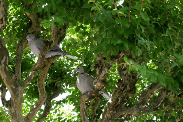 Cocotte, tourterelle rieuse (4)