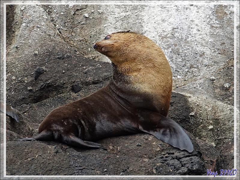 Otarie à fourrure subantarctique, ou Otarie d'Amsterdam, Subandata:text/mce-internal,%3Cimg%20src%3D%22http%3A//eklatarctic fur seal (Arctocephalus tropicalis ) - Nightingale Island - Tristan da Cunha