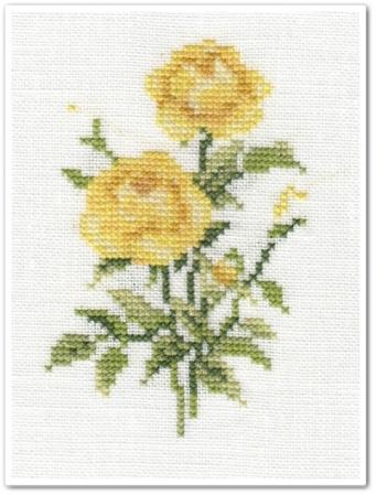 Les roses de Vervaco 2
