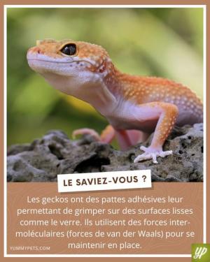 ꧁ღ╭⊱ꕥ   Vous le Saviez ?   2   ꕥ⊱╮ღ꧂ღ