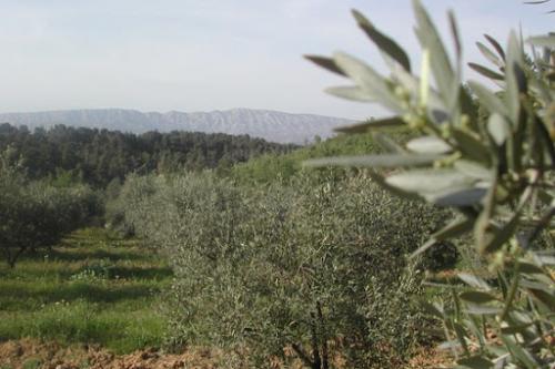 Montagne Sainte-Victoire (Bouches du Rhône)