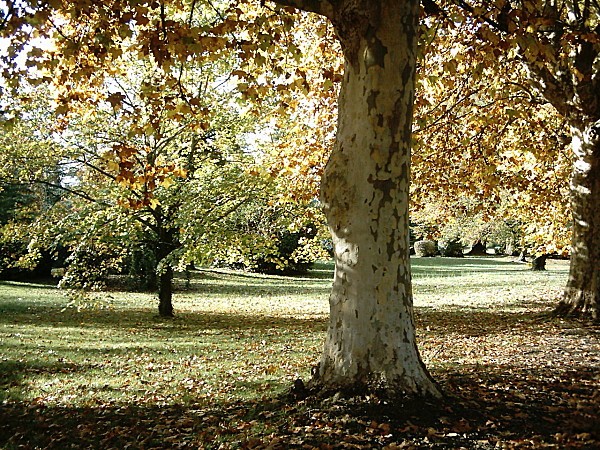 l'automne au parc7