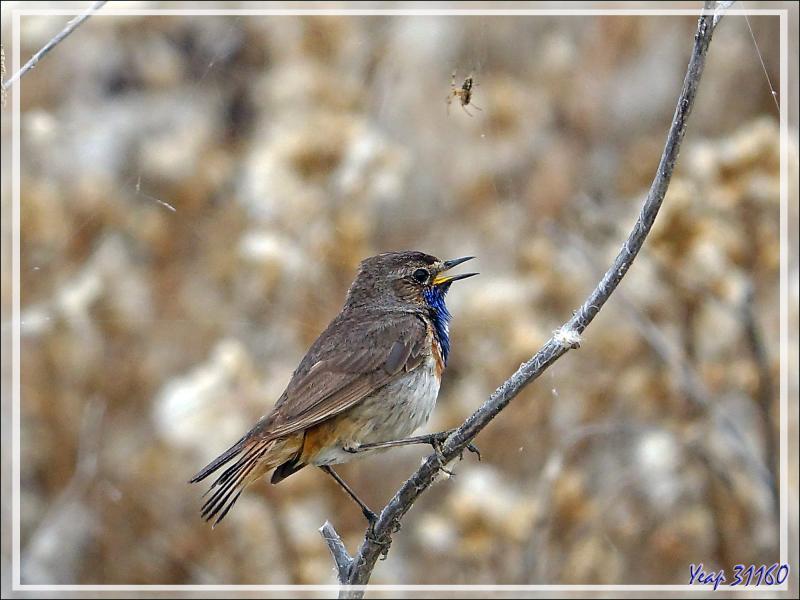 Le Gorgebleue à miroir et l'araignée, Bluethroat (Luscinia svecica) - Ars-en-Ré - Ile de Ré - 17