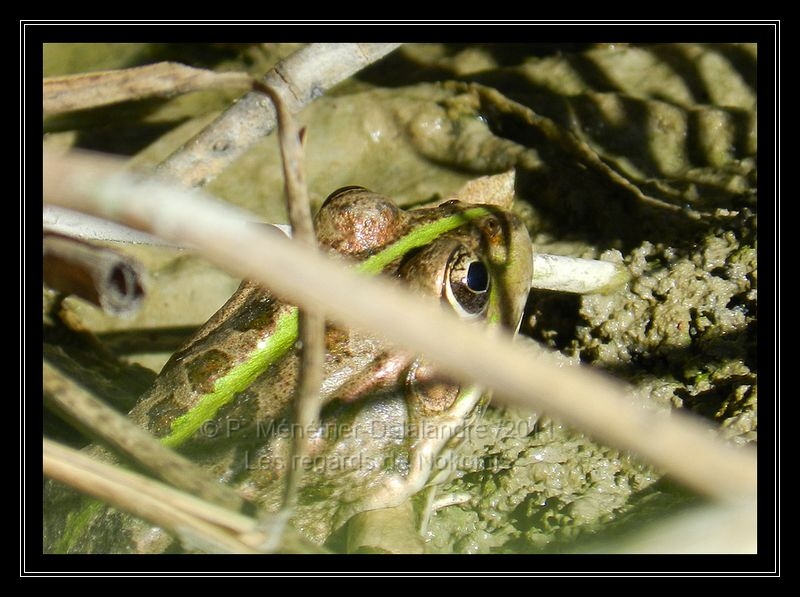 Grenouille rieuse ( Pelophylax ridibundus )