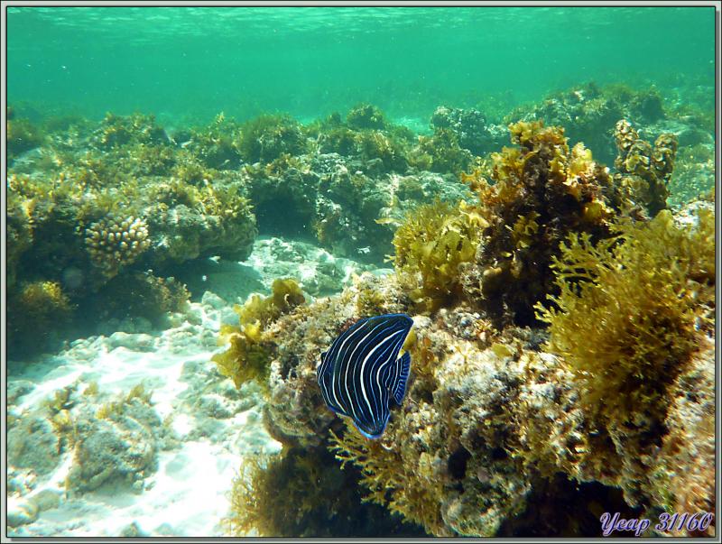 Poisson-ange à demi-cercles juvénile (Pomacanthus semicirculatus) - Anse Marie-Louise - Mahé - Seychelles