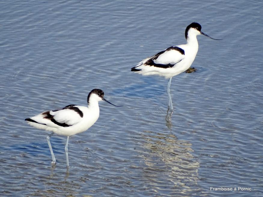 Avocette élégante  - Mars 2019