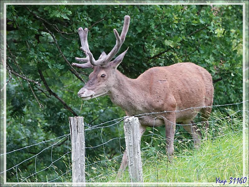 2 Cerfs en photos en période des velours - Lartigau - Milhas - 31