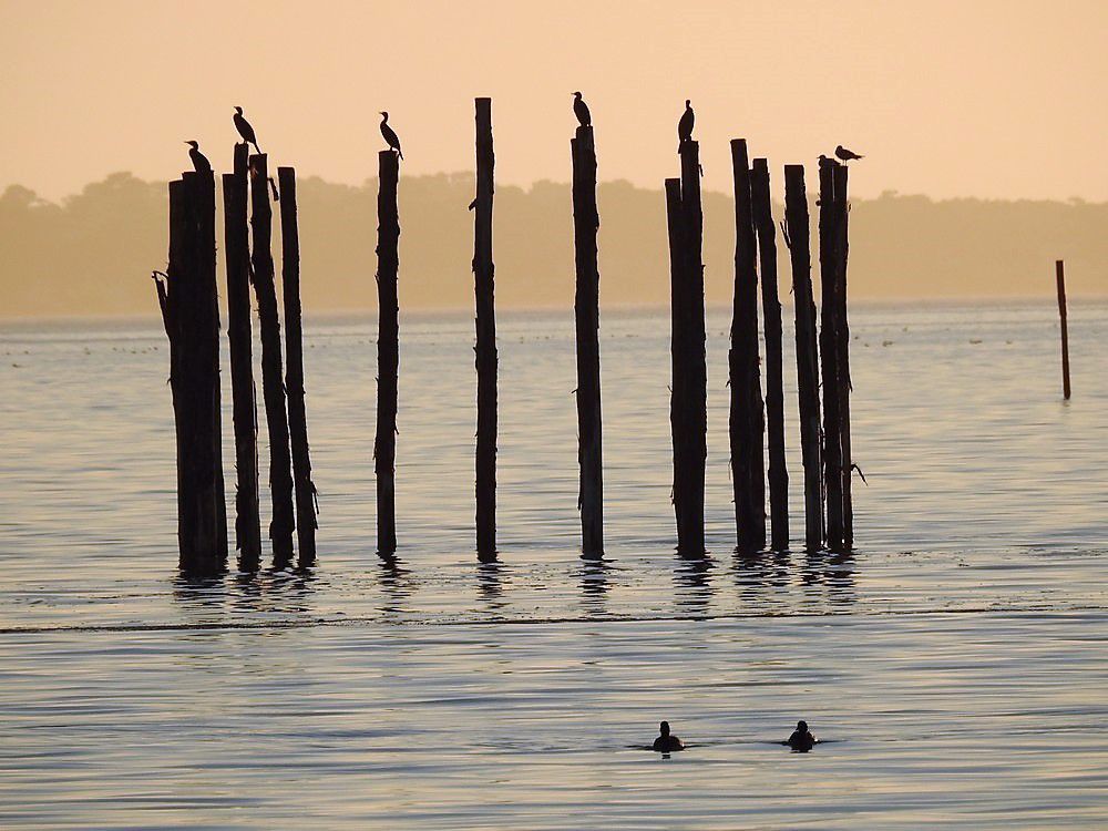 La nasse et les cormorans...