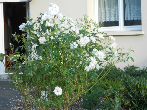 Un petit tour de jardin ... !!!