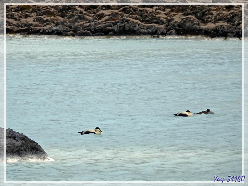07/06/2023 : visite de la zone publique du Blue Lagoon, les bassins des bains ne sont pas accessibles sauf en payant l'entrée (cher, très cher !) - Péninsule de Reykjanes - Islande