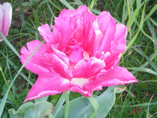 Image65.jpg