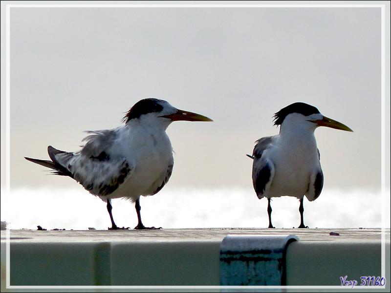 Sterne huppée, Greater Crested Tern (Thalasseus bergii) - Rotoava - Atoll de Fakarava - Tuamotu - Polynésie française