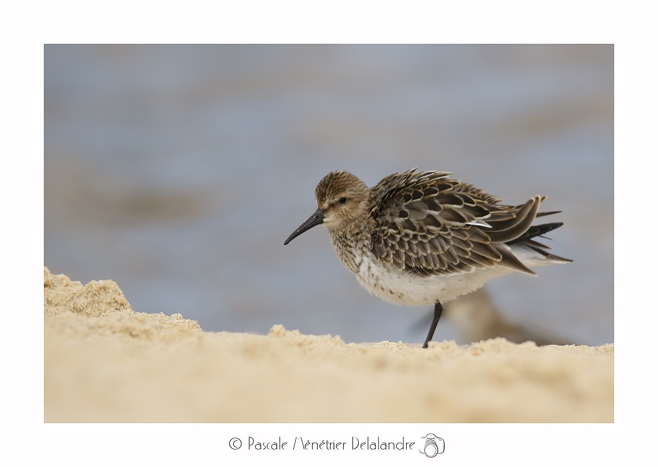 Bécasseau variable