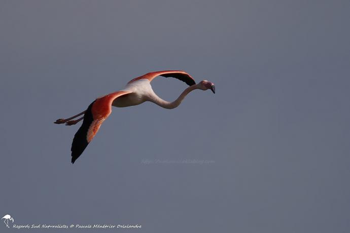 Flamant rose