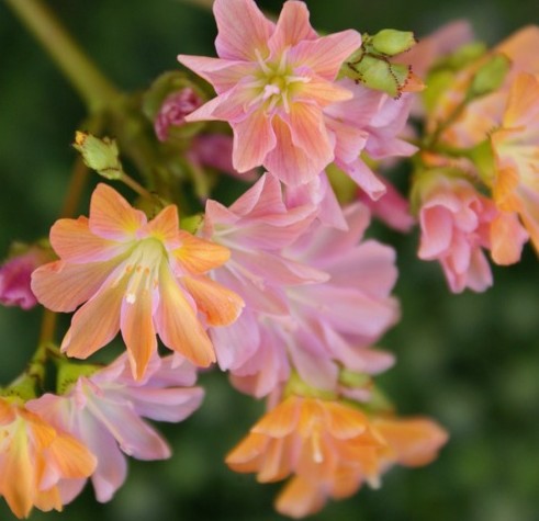Fleurs cultivées : Lewisia