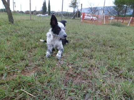 crèche canine du 5 décembre