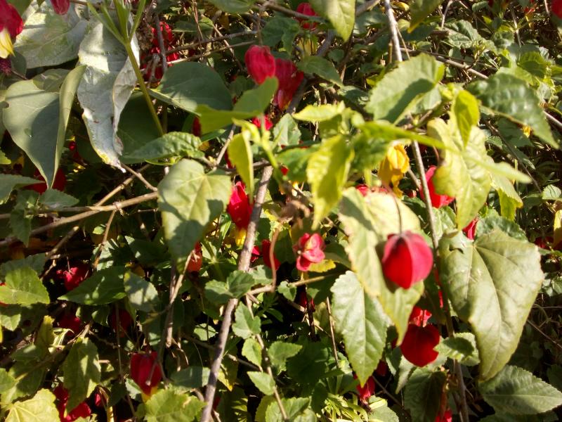 mon abutilon dans mon jardin