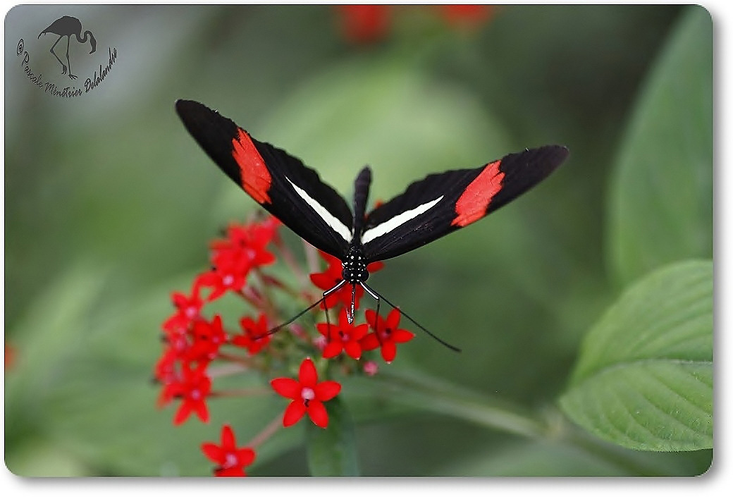 Heliconius erato petiverana - Nymphalidae