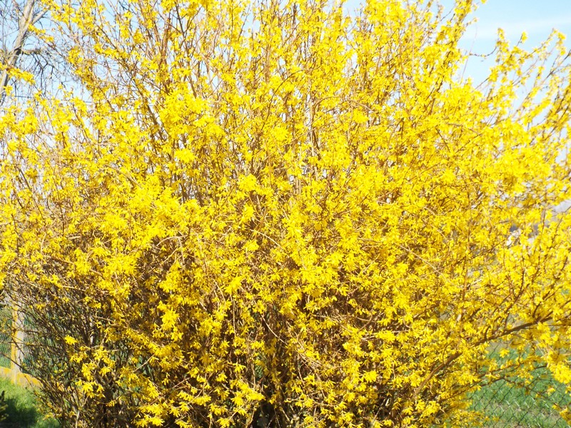Le printemps ...