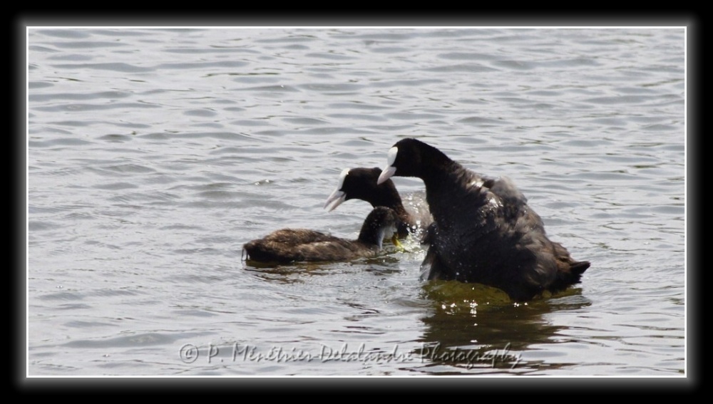 Famille Foulques en balade...