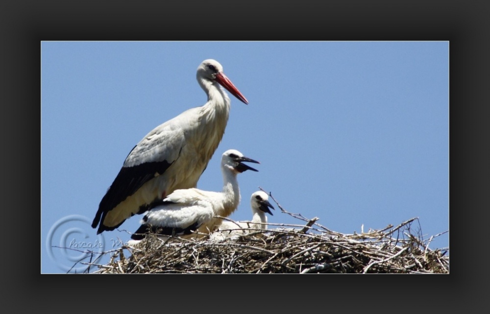 Essais d'ailes...