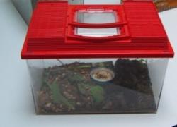 Les insectes