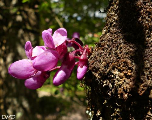 Cercis siliquastrum  -  arbre de Judée