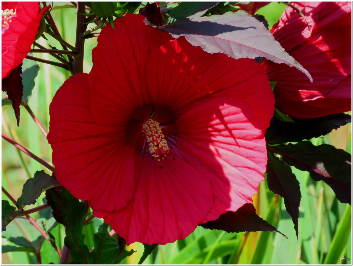 ENCORE ...Hibiscus géant rouge