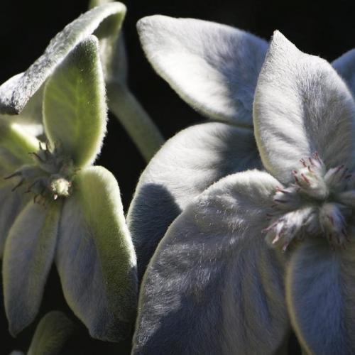 Fleurs cultivées :  Sinningia leucotricha 