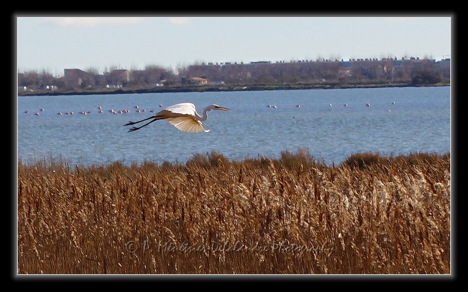 Aigrette garzette sur fond de Flamants rose...