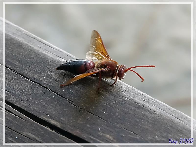 6 décembre 2019 : au petit matin, je réussis à photographier cette Guêpe solitaire "tueuse de cigales", Cicada killer wasps (Sphecius grandidieri) - Tsarabanjina - Mitsio - Madagascar