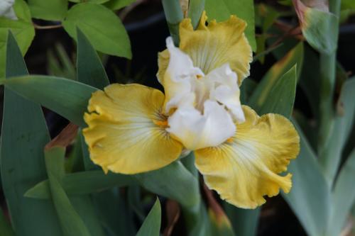 Les iris de Bourdillon