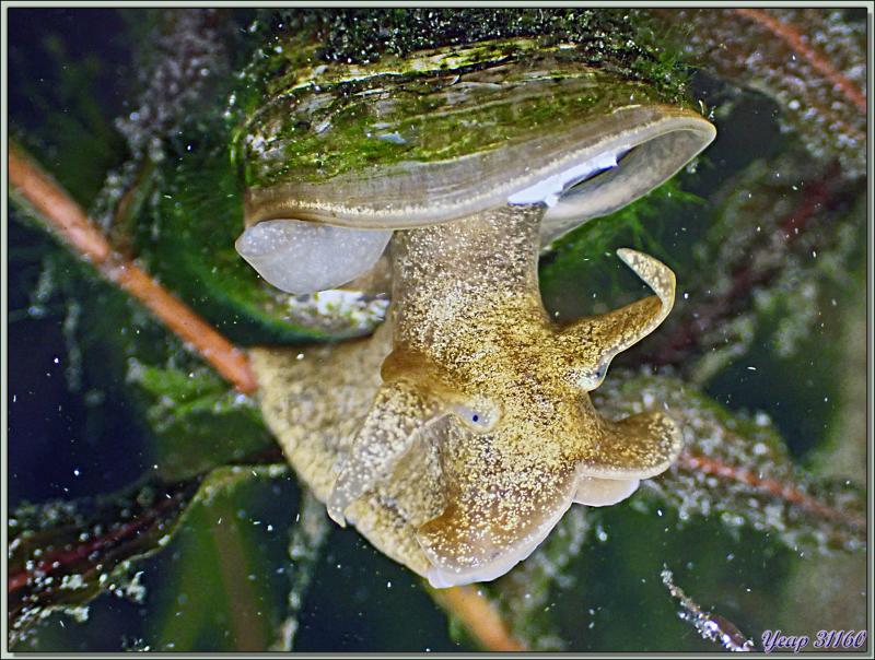 Limnée des étangs, Limnée stagnale, Grande lymnée des étangs, Swamp lymnaea, Great pond snail (Lymnaea stagnalis) - Lartigau - Milhas - 31