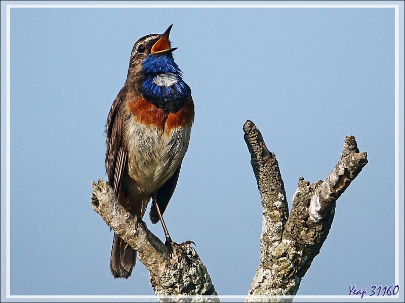 Gorge-bleue à miroir, Bluethroat (Luscinia svecica) - Ars-en-Ré - Ile de Ré - 17