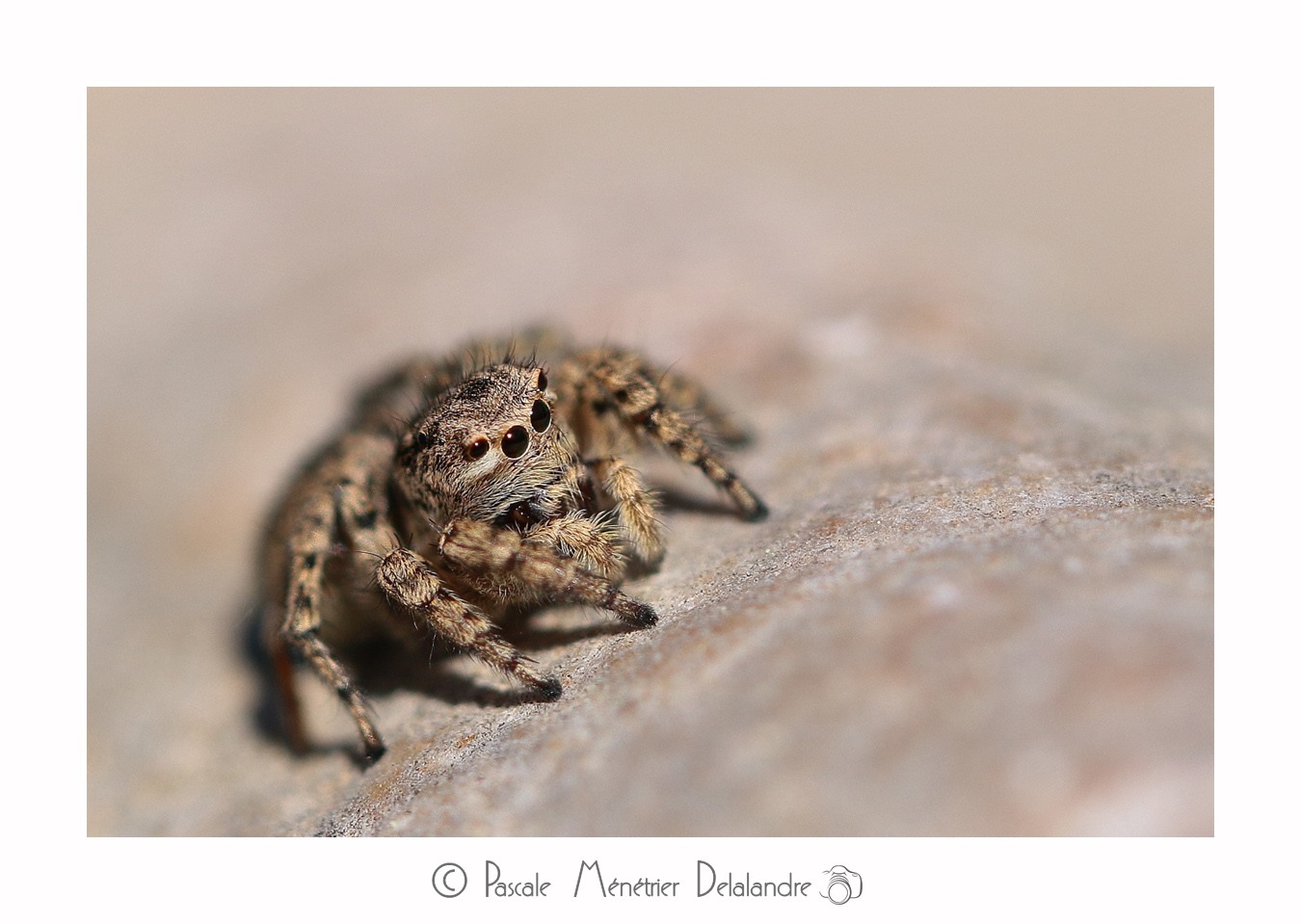 Saltique marqué ♀ - Aelurillus v-insignitus (Clerck, 1758)